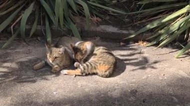 Yeşil bitkilerle çevrili güneşli bir arazide üç kedi dinleniyor. İki tekir kedi yan yana kıvrılır, beyaz bir kedi ise yakınlarda durur. Doğal bir ortamda huzurlu bir an..