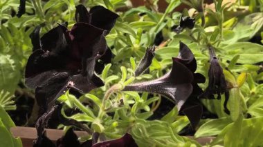 Yeşil yapraklarla çevrili kadife yapraklı ve pembe benekli iki koyu mor petunya çiçeğinin yakın çekimi. Nadir çiçeklerin ve zengin dokuların altını çizen çarpıcı bir bahçe sahnesi.