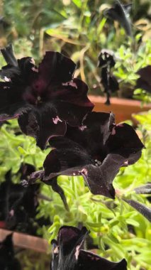 Yeşil yapraklarla çevrili kadife yapraklı ve pembe benekli iki koyu mor petunya çiçeğinin yakın çekimi. Nadir çiçeklerin ve zengin dokuların altını çizen çarpıcı bir bahçe sahnesi.