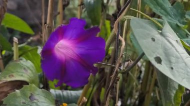 Yeşil yapraklar ve turuncu kadife çiçeklerinin arasında pembe-beyaz bir merkezle canlı mor bir sabah zaferi. Canlı bir bahçe sahnesi. Çiçek kontrastı, doğal güzellik ve mevsimlik cazibe..