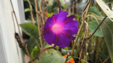 Yeşil yapraklar ve turuncu kadife çiçeklerinin arasında pembe-beyaz bir merkezle canlı mor bir sabah zaferi. Canlı bir bahçe sahnesi. Çiçek kontrastı, doğal güzellik ve mevsimlik cazibe..