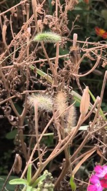 Tüylü tüylü tüylü yeşil çim (Setaria viridis) yakın plan, bulanık bir arka plan ve turuncu çiçekler üzerine kuruludur. Açık hava ortamından canlı bir botanik detayı..