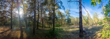 Panoramik orman manzarası, temiz mavi gökyüzünün altında çam ağacı ve yaprak döken ağaçlar. Güneş ışığı dalların arasından süzülür, kuru çimenlerin üzerine gölgeler bırakır. Doğal dokuları olan huzurlu sonbahar manzarası.