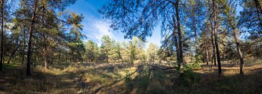 Panoramik orman manzarası, temiz mavi gökyüzünün altında çam ağacı ve yaprak döken ağaçlar. Güneş ışığı dalların arasından süzülür, kuru çimenlerin üzerine gölgeler bırakır. Doğal dokuları olan huzurlu sonbahar manzarası.