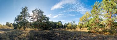 Panoramik orman manzarası, temiz mavi gökyüzünün altında çam ağacı ve yaprak döken ağaçlar. Güneş ışığı dalların arasından süzülür, kuru çimenlerin üzerine gölgeler bırakır. Doğal dokuları olan huzurlu sonbahar manzarası.