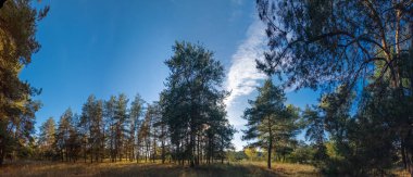 Panoramik orman manzarası, temiz mavi gökyüzünün altında çam ağacı ve yaprak döken ağaçlar. Güneş ışığı dalların arasından süzülür, kuru çimenlerin üzerine gölgeler bırakır. Doğal dokuları olan huzurlu sonbahar manzarası.