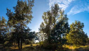 Panoramik orman manzarası, temiz mavi gökyüzünün altında çam ağacı ve yaprak döken ağaçlar. Güneş ışığı dalların arasından süzülür, kuru çimenlerin üzerine gölgeler bırakır. Doğal dokuları olan huzurlu sonbahar manzarası.