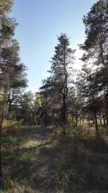 Dikey 4K video, 60 kare, çam ormanı. Ormanda yürü. Ormandaki patika. Ormanda yürüyüş. Sonbahar doğası. Güneş ve ağaçlar. Uzun ağaçlar ve mavi gökyüzü. Uzun kozalaklı ağaçlar,