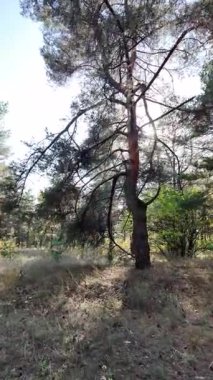 Dikey 4K video, 60 kare, çam ormanı. Ormanda yürü. Ormandaki patika. Ormanda yürüyüş. Sonbahar doğası. Güneş ve ağaçlar. Uzun ağaçlar ve mavi gökyüzü. Uzun kozalaklı ağaçlar,