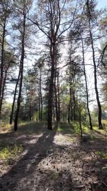 Dikey 4K video, 60 kare, çam ormanı. Ormanda yürü. Ormandaki patika. Ormanda yürüyüş. Sonbahar doğası. Güneş ve ağaçlar. Uzun ağaçlar ve mavi gökyüzü. Uzun kozalaklı ağaçlar,