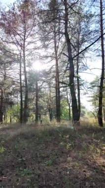 Dikey 4K video, 60 kare, çam ormanı. Ormanda yürü. Ormandaki patika. Ormanda yürüyüş. Sonbahar doğası. Güneş ve ağaçlar. Uzun ağaçlar ve mavi gökyüzü. Uzun kozalaklı ağaçlar,