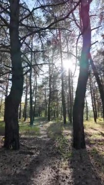 Dikey 4K video, 60 kare, çam ormanı. Ormanda yürü. Ormandaki patika. Ormanda yürüyüş. Sonbahar doğası. Güneş ve ağaçlar. Uzun ağaçlar ve mavi gökyüzü. Uzun kozalaklı ağaçlar,