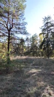 Dikey 4K video, 60 kare, çam ormanı. Ormanda yürü. Ormandaki patika. Ormanda yürüyüş. Sonbahar doğası. Güneş ve ağaçlar. Uzun ağaçlar ve mavi gökyüzü. Uzun kozalaklı ağaçlar,