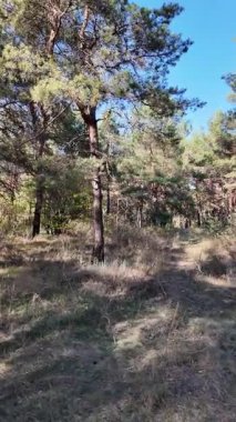 Dikey 4K video, 60 kare, çam ormanı. Ormanda yürü. Ormandaki patika. Ormanda yürüyüş. Sonbahar doğası. Güneş ve ağaçlar. Uzun ağaçlar ve mavi gökyüzü. Uzun kozalaklı ağaçlar,