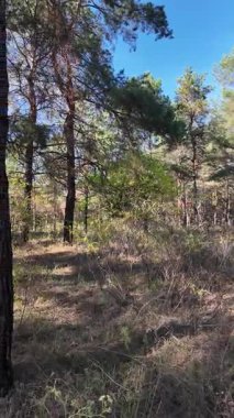 Dikey 4K video, 60 kare, çam ormanı. Ormanda yürü. Ormandaki patika. Ormanda yürüyüş. Sonbahar doğası. Güneş ve ağaçlar. Uzun ağaçlar ve mavi gökyüzü. Uzun kozalaklı ağaçlar,
