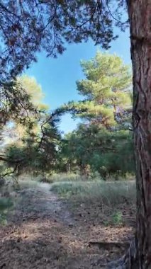 Dikey 4K video, 60 kare, çam ormanı. Ormanda yürü. Ormandaki patika. Ormanda yürüyüş. Sonbahar doğası. Güneş ve ağaçlar. Uzun ağaçlar ve mavi gökyüzü. Uzun kozalaklı ağaçlar,