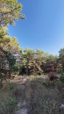 Dikey 4K video, 60 kare, çam ormanı. Ormanda yürü. Ormandaki patika. Ormanda yürüyüş. Sonbahar doğası. Güneş ve ağaçlar. Uzun ağaçlar ve mavi gökyüzü. Uzun kozalaklı ağaçlar,