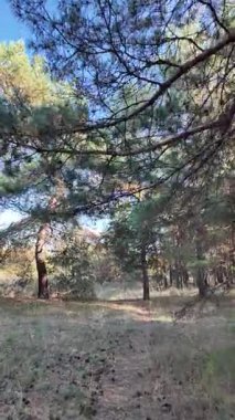 Dikey 4K video, 60 kare, çam ormanı. Ormanda yürü. Ormandaki patika. Ormanda yürüyüş. Sonbahar doğası. Güneş ve ağaçlar. Uzun ağaçlar ve mavi gökyüzü. Uzun kozalaklı ağaçlar,