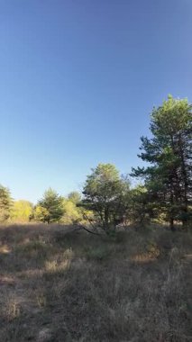 Dikey 4K video, 60 kare, çam ormanı. Ormanda yürü. Ormandaki patika. Ormanda yürüyüş. Sonbahar doğası. Güneş ve ağaçlar. Uzun ağaçlar ve mavi gökyüzü. Uzun kozalaklı ağaçlar,