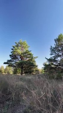 Dikey 4K video, 60 kare, çam ormanı. Ormanda yürü. Ormandaki patika. Ormanda yürüyüş. Sonbahar doğası. Güneş ve ağaçlar. Uzun ağaçlar ve mavi gökyüzü. Uzun kozalaklı ağaçlar,