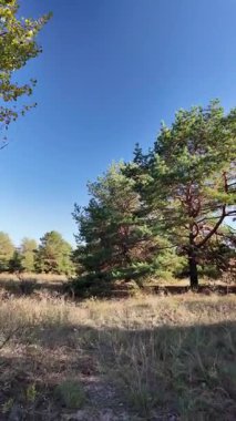 Dikey 4K video, 60 kare, çam ormanı. Ormanda yürü. Ormandaki patika. Ormanda yürüyüş. Sonbahar doğası. Güneş ve ağaçlar. Uzun ağaçlar ve mavi gökyüzü. Uzun kozalaklı ağaçlar,