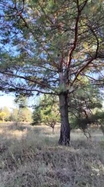 Dikey 4K video, 60 kare, çam ormanı. Ormanda yürü. Ormandaki patika. Ormanda yürüyüş. Sonbahar doğası. Güneş ve ağaçlar. Uzun ağaçlar ve mavi gökyüzü. Uzun kozalaklı ağaçlar,