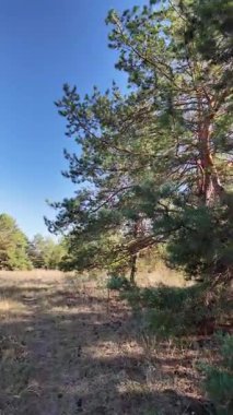 Dikey 4K video, 60 kare, çam ormanı. Ormanda yürü. Ormandaki patika. Ormanda yürüyüş. Sonbahar doğası. Güneş ve ağaçlar. Uzun ağaçlar ve mavi gökyüzü. Uzun kozalaklı ağaçlar,