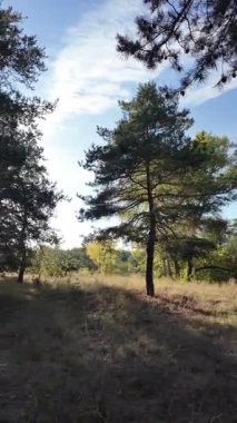 Dikey 4K video, 60 kare, çam ormanı. Ormanda yürü. Ormandaki patika. Ormanda yürüyüş. Sonbahar doğası. Güneş ve ağaçlar. Uzun ağaçlar ve mavi gökyüzü. Uzun kozalaklı ağaçlar,