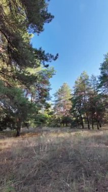 Dikey 4K video, 60 kare, çam ormanı. Ormanda yürü. Ormandaki patika. Ormanda yürüyüş. Sonbahar doğası. Güneş ve ağaçlar. Uzun ağaçlar ve mavi gökyüzü. Uzun kozalaklı ağaçlar,