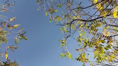 Kahverengi lekeli güneş ışığı sarı ve yeşil yapraklar bir dala asılı, mevsimsel değişimi gösteriyor. Damarlar ve dokular ışıkta parıldıyor, yumuşak, bulanık bir sonbahar arka planında..