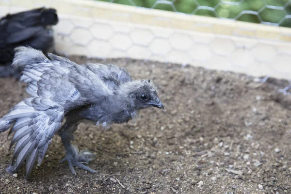 Kalem kanatlarda germe genç ipek piliç.