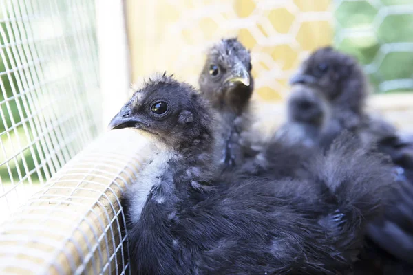 İpek kızlar dışarı kendi kalem soğutma.