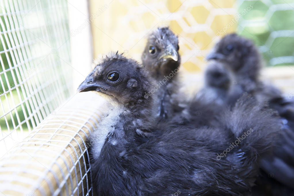Silkie chicks chilling out in thier pen.