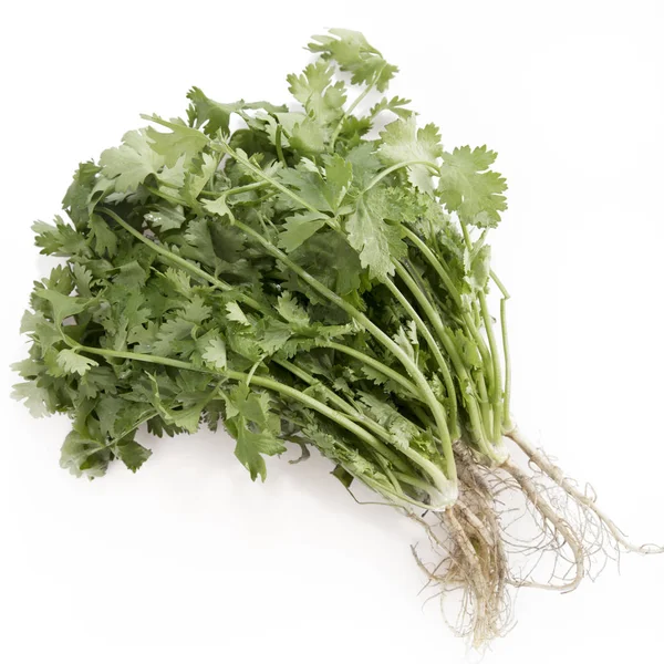 Bunch Cilantro Roots White Background — Stock Photo, Image