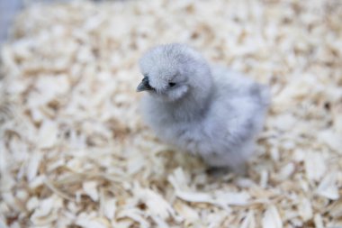 Splash ipek hatunu brooder.