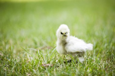 Çim alan sığ derinliği ile genç ipek chick.