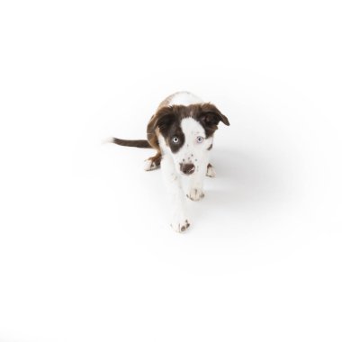 Sevimli mismarked kırmızı üç minyatür Avustralyalı çoban köpek yavrusu üzerinde beyaz izole.