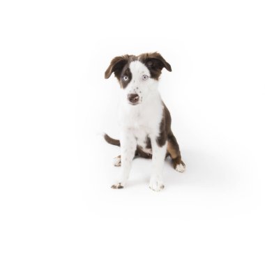 Sevimli mismarked kırmızı üç minyatür Avustralyalı çoban köpek yavrusu üzerinde beyaz izole.