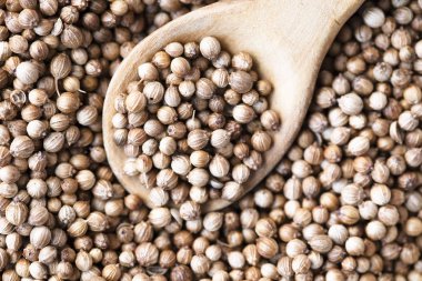 Tahta kaşıkta biraz kişniş tohumu.