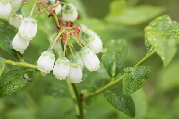 Blueberry Flowers Covered in Dew