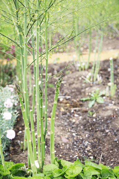 Gartenspargel — Stockfoto