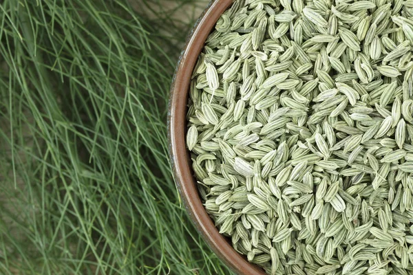 Fennel Seeds with Fennel Plant — Stock Photo, Image