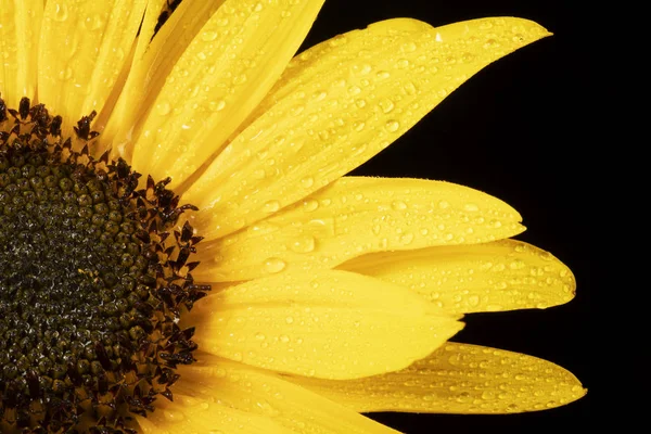 Sunflower Macor on Black — Stok Foto