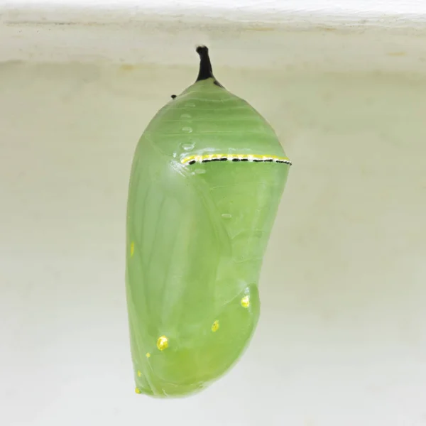 Χρυσαλλίδα πεταλούδα μονάρχης — Φωτογραφία Αρχείου