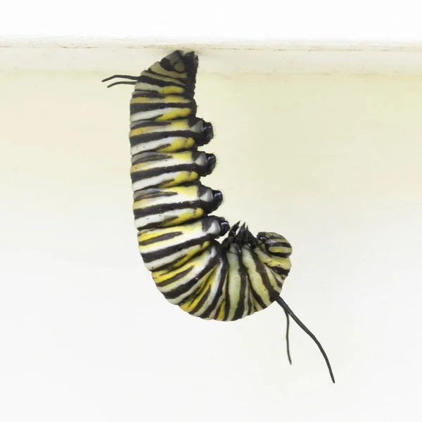 Chenille papillon monarque — Photo