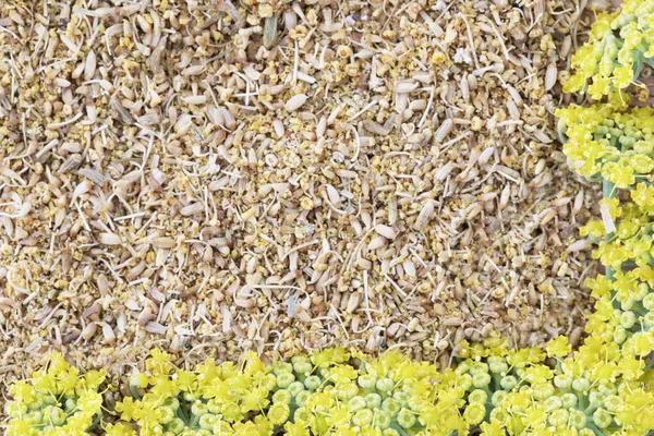 Fennel Flowers and Pollen