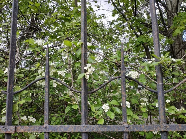 Metal Bir Çit Arkasında Çiçekli Bir Ağaç — Stok fotoğraf
