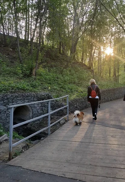 Lány Wakling Parkban Egy Kutya — Stock Fotó