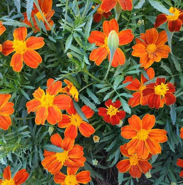 Bright orange garden flowers