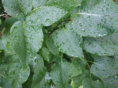 Yağmur damlaları ile yeşil ağaç yaprakları